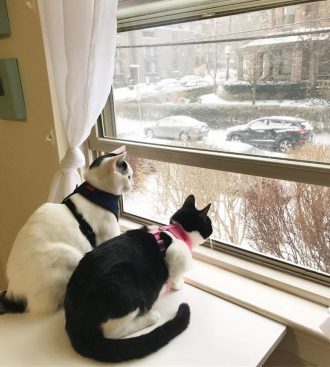 Milo and Lily cats look out window