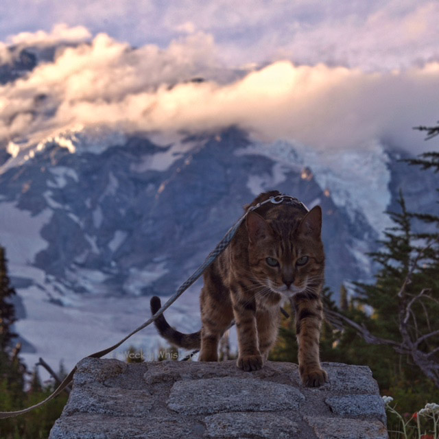 Romeo the cat on a hike