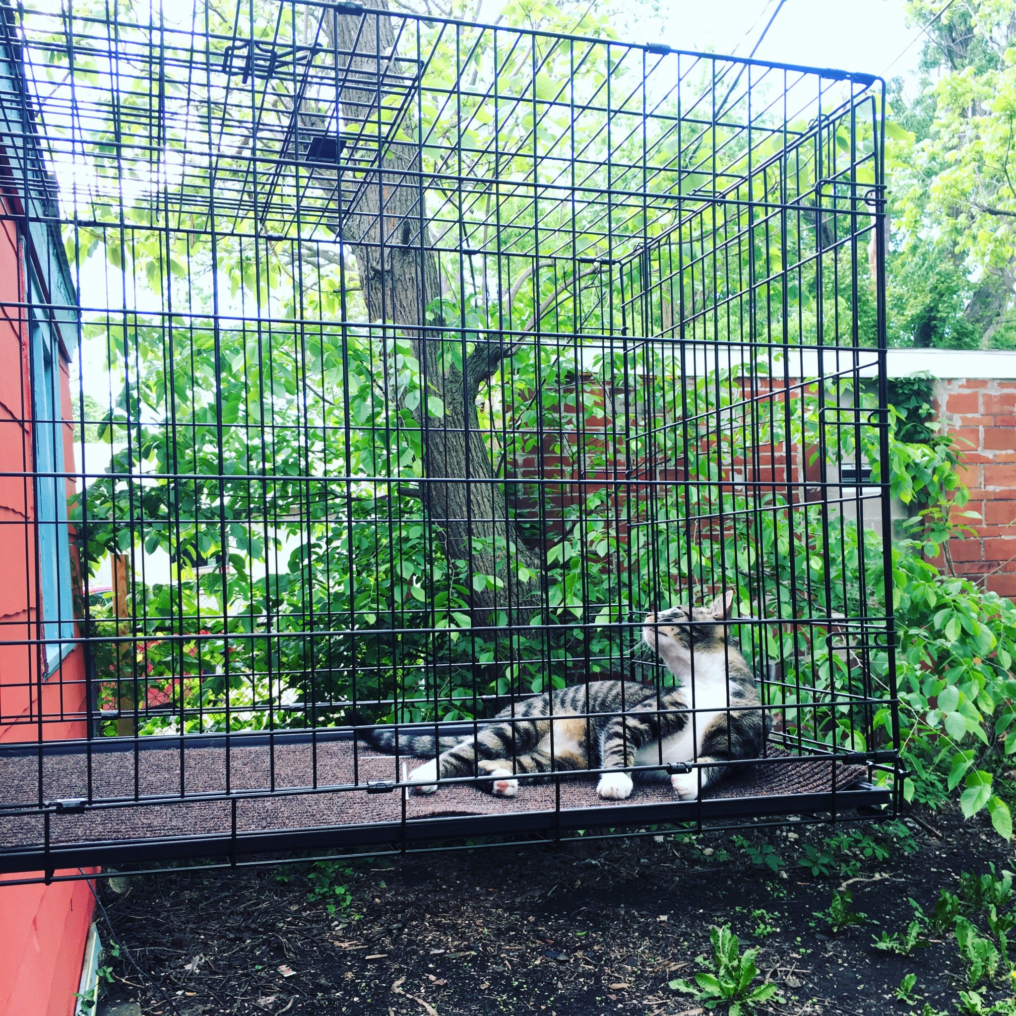 Cat in dog crate catio