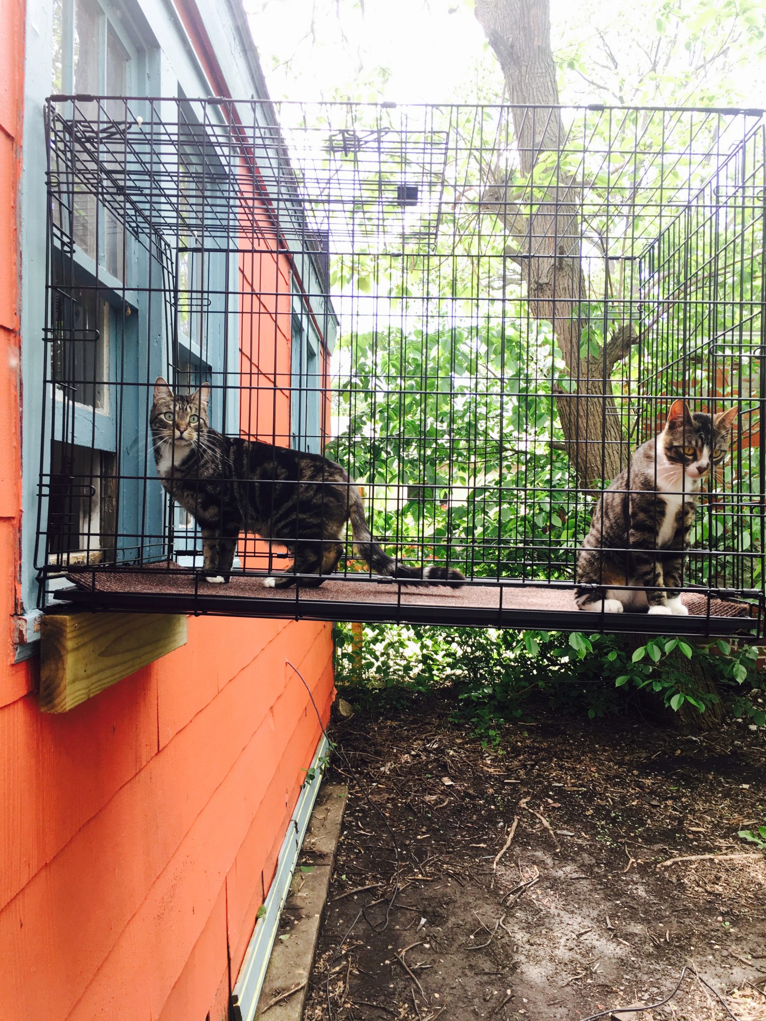 Two cats enjoy catio