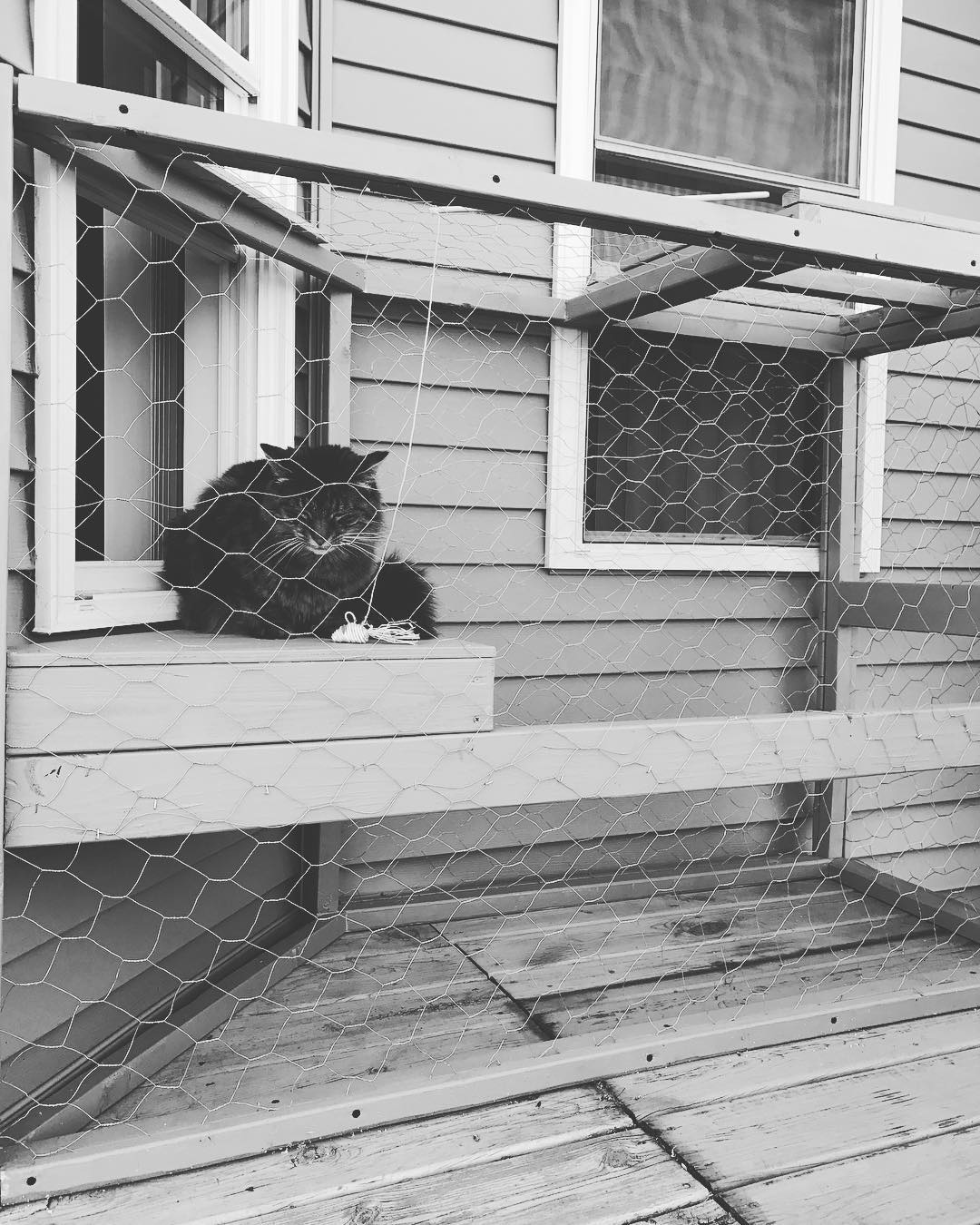 Cat on wooden box frame catio