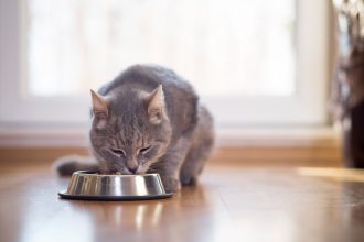 gray cat eating from food dish