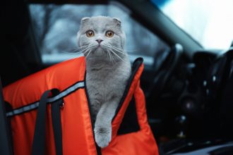 cat riding in carrier in car