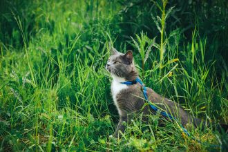 leashed cat in grass