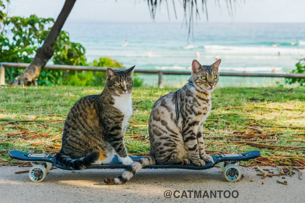 Didga and Boomer the cats on a skateboard