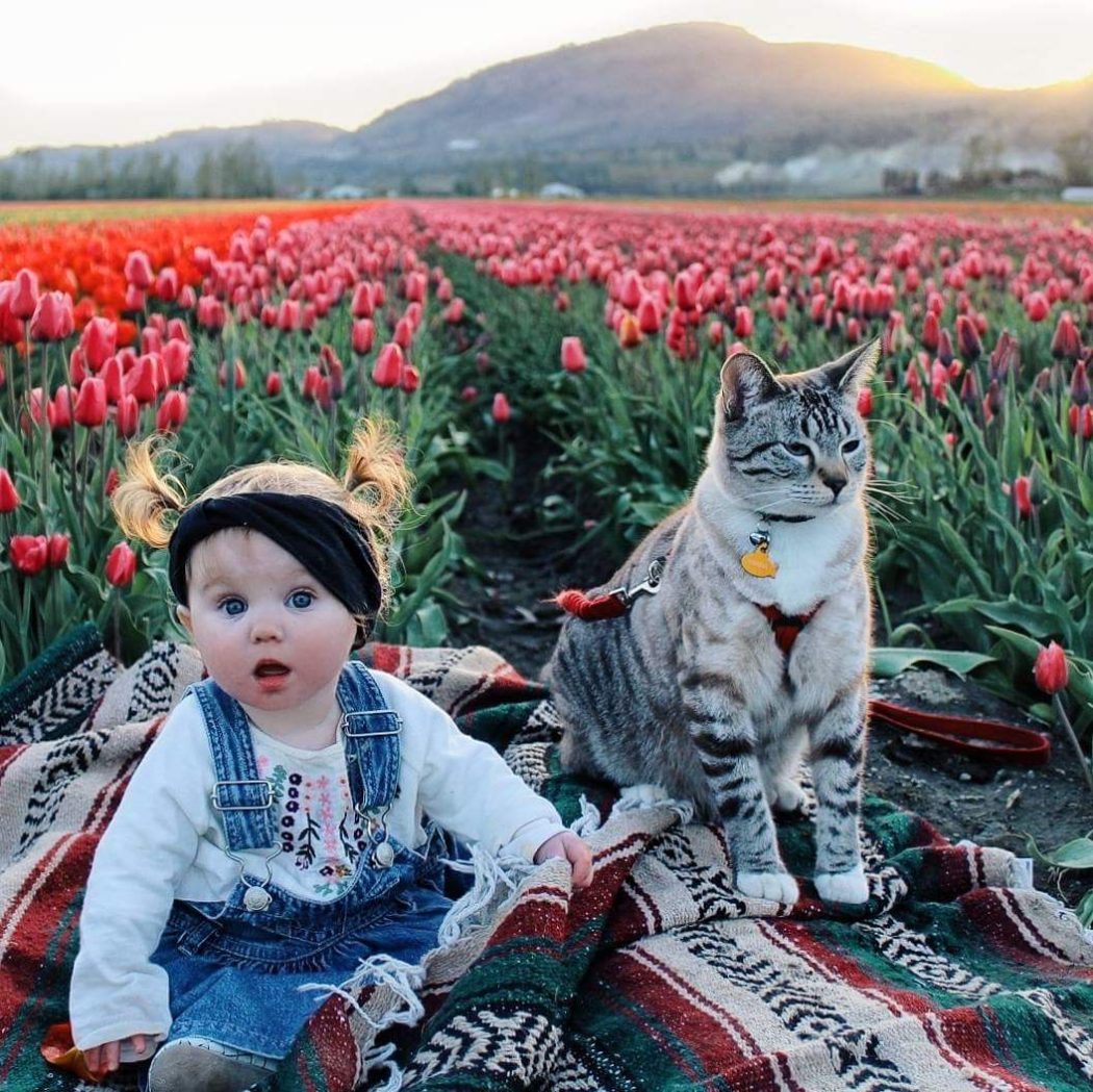 Winter and Shasta in a field of flowers