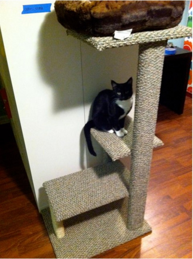 Simple ways to add feline-friendly vertical space – Adventure Cats