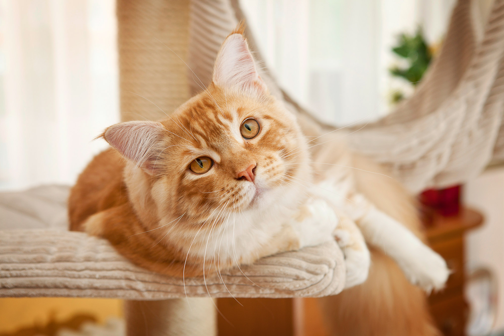 Simple ways to add feline friendly vertical space Simple ways to add feline friendly vertical space