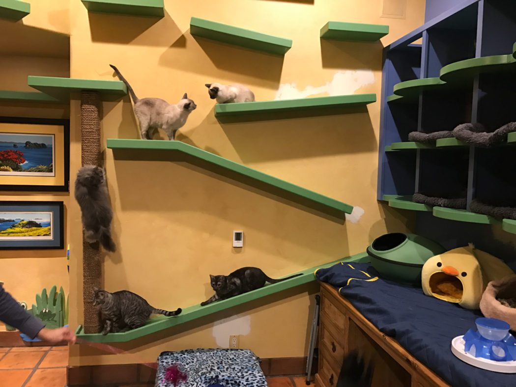 cats playing on wall shelves