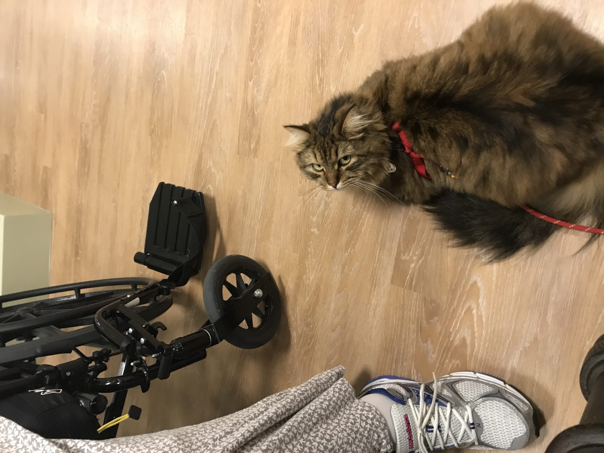 McKinley working as a therapy cat at nursing home