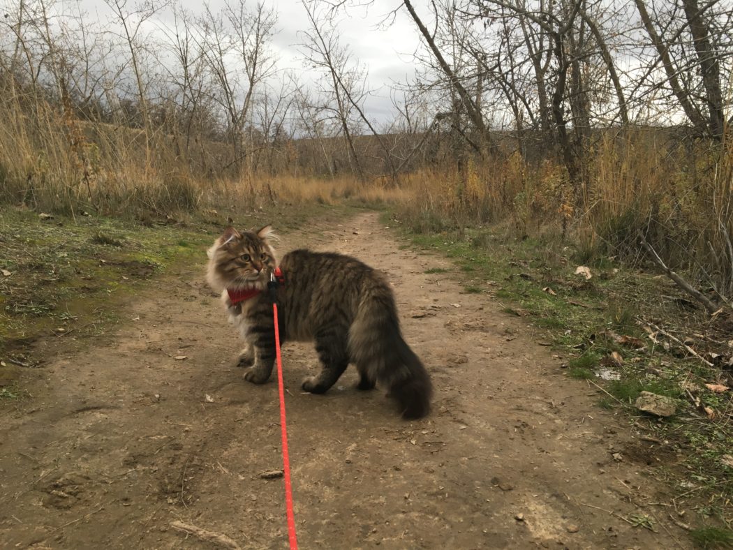 McKinley hiking on trail