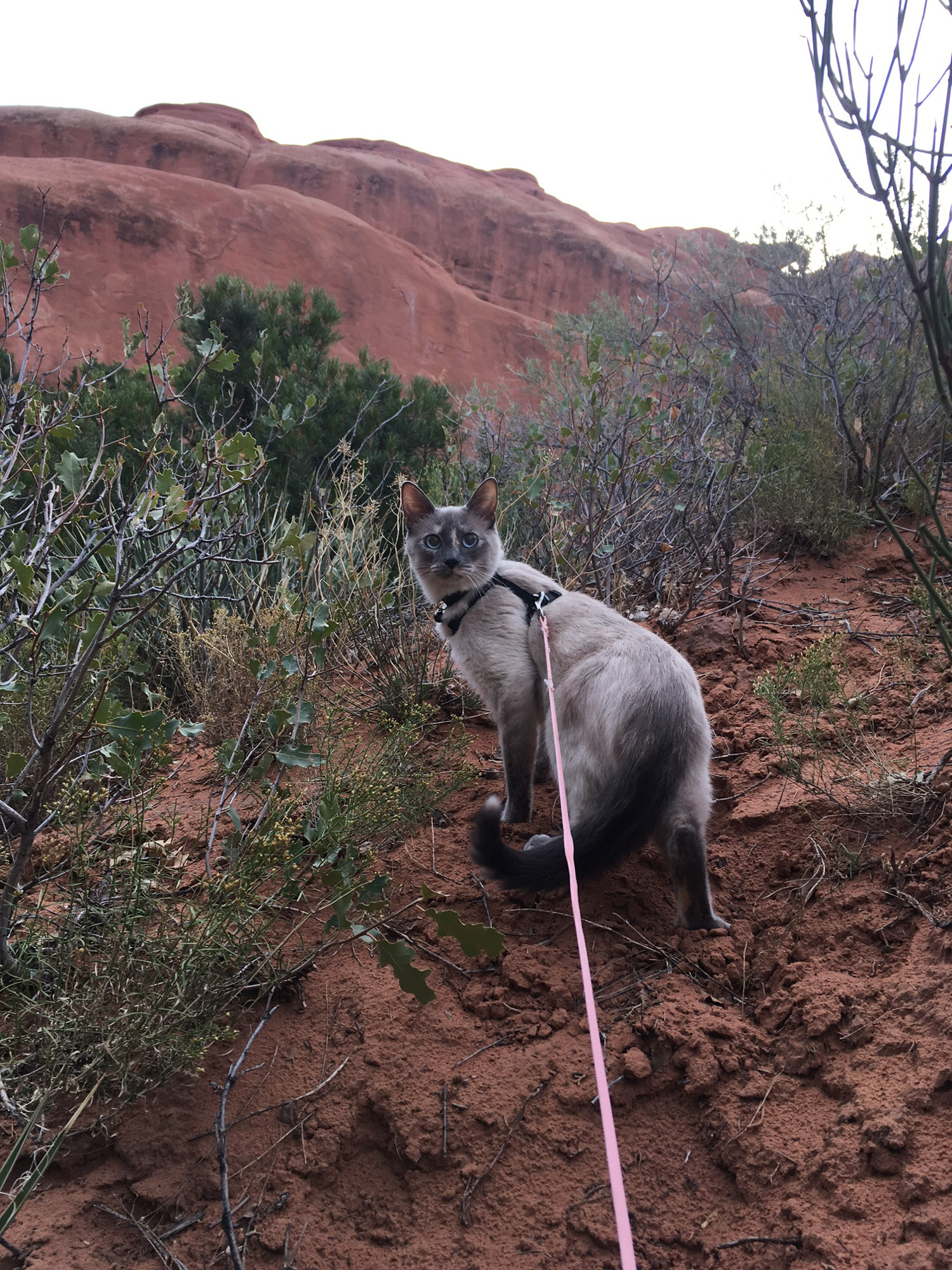 Tuna adventure cat on a hike