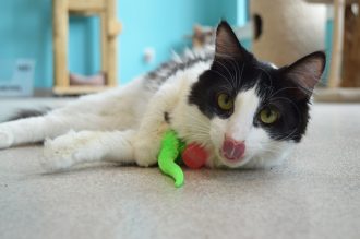 cat playing with Wiggly Ball from Dezi & Roo