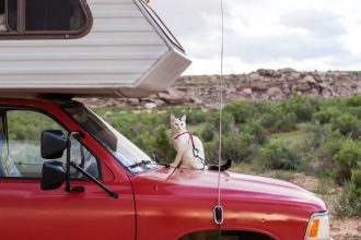 Vladimir the adventure cat on RV