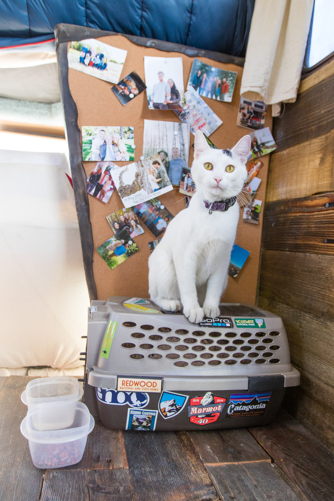 Vladimir cat in RV