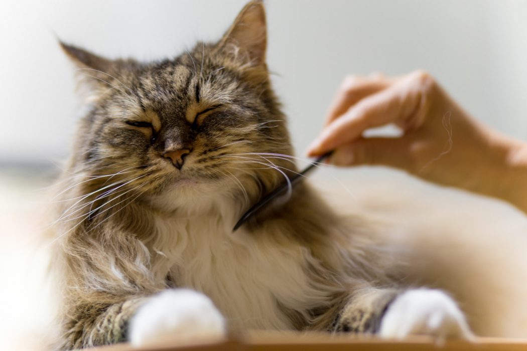 How to check your cat for fleas and ticks Adventure Cats