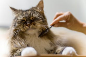 brushing cat with flea and tick comb