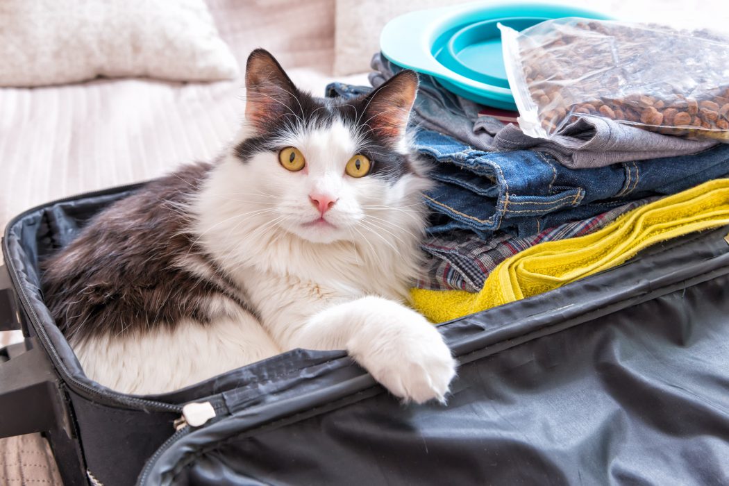 cat sitting in suitcase in hotel room