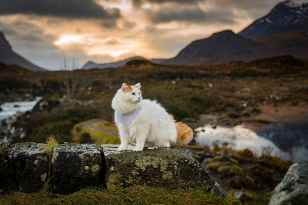 Salty Sea Cat on Land 