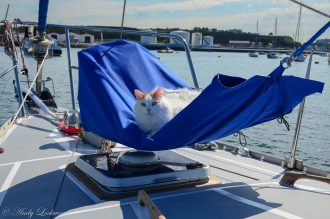 Salty Sea Cat on Boat