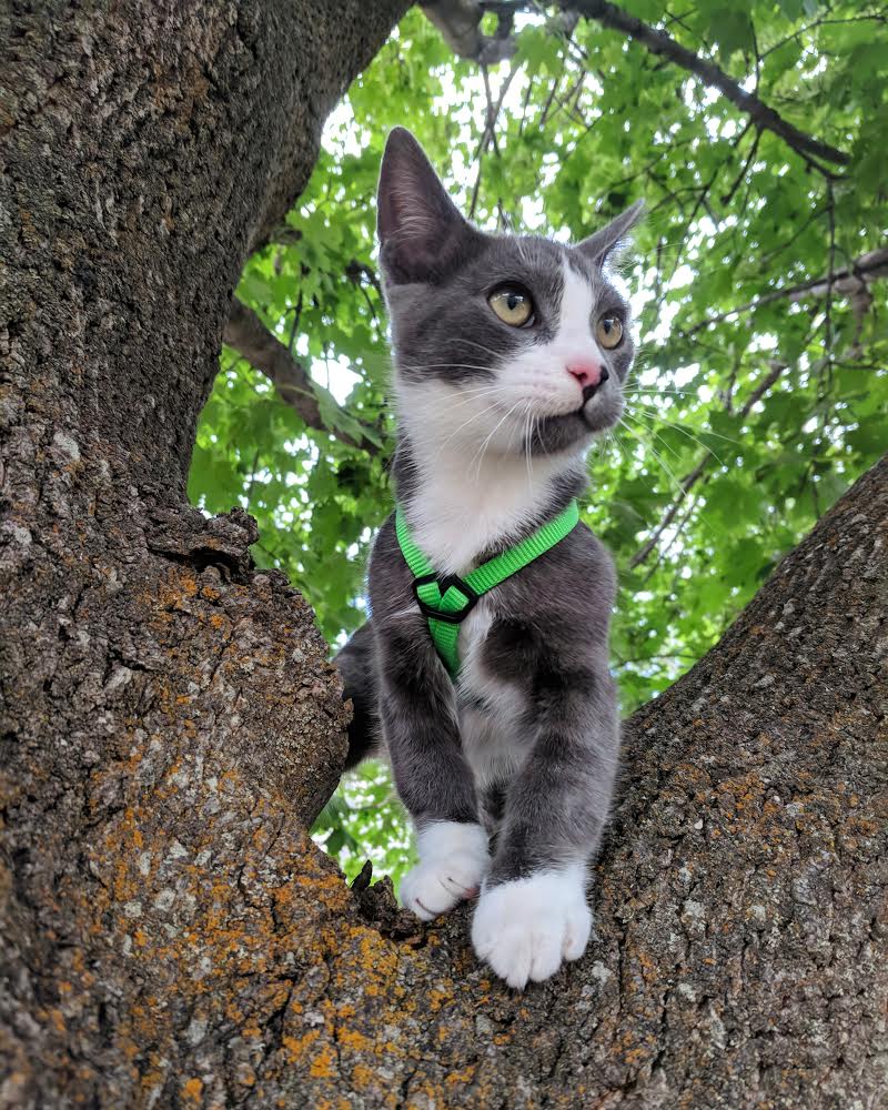 Parsley adventure cat in tree