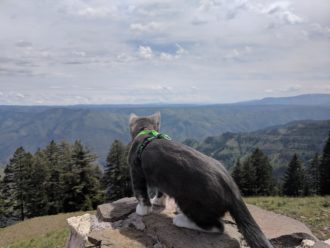 Parsley overlooks a mountain view