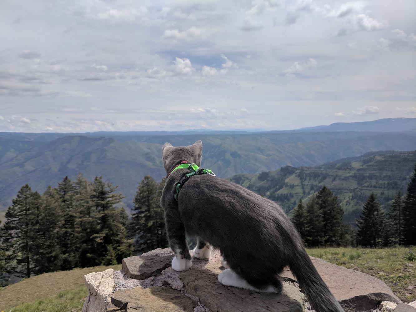 Parsley has metaphyseal chondrodystrophy, which gives him very short and stubby legs.