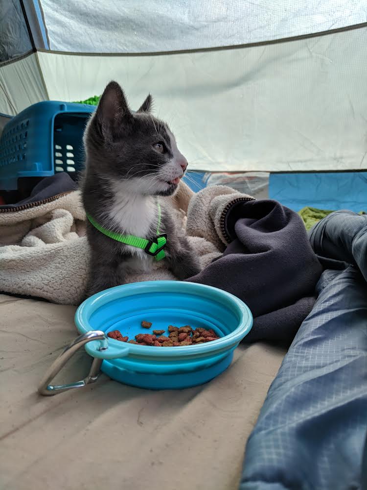cat relaxing inside camping tent