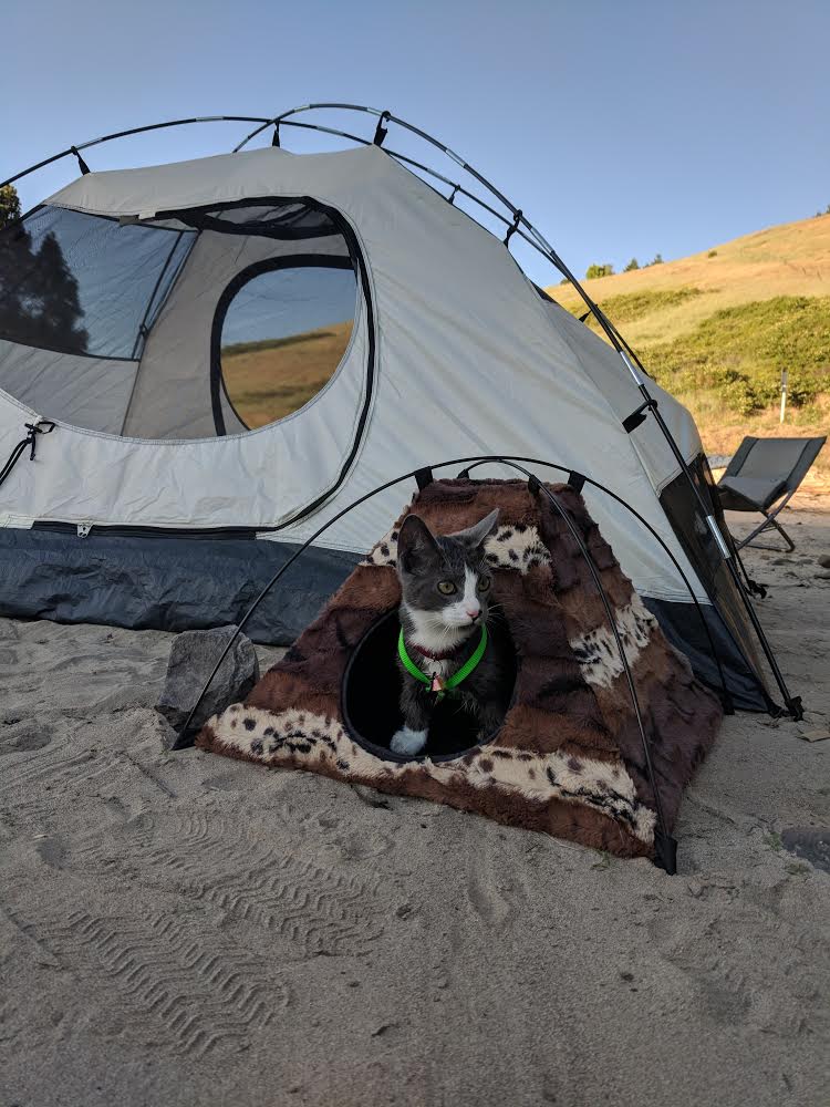 adventure cat Parsley in tiny tent
