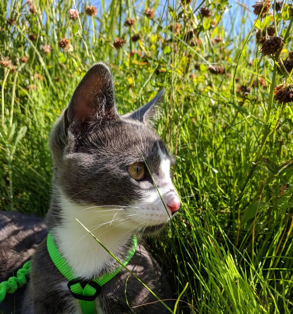 adventure cat in tall grass