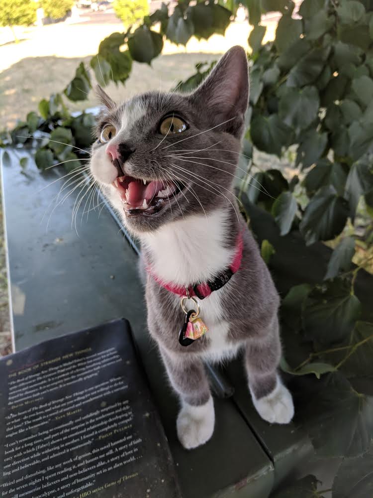 Parsley cat meowing