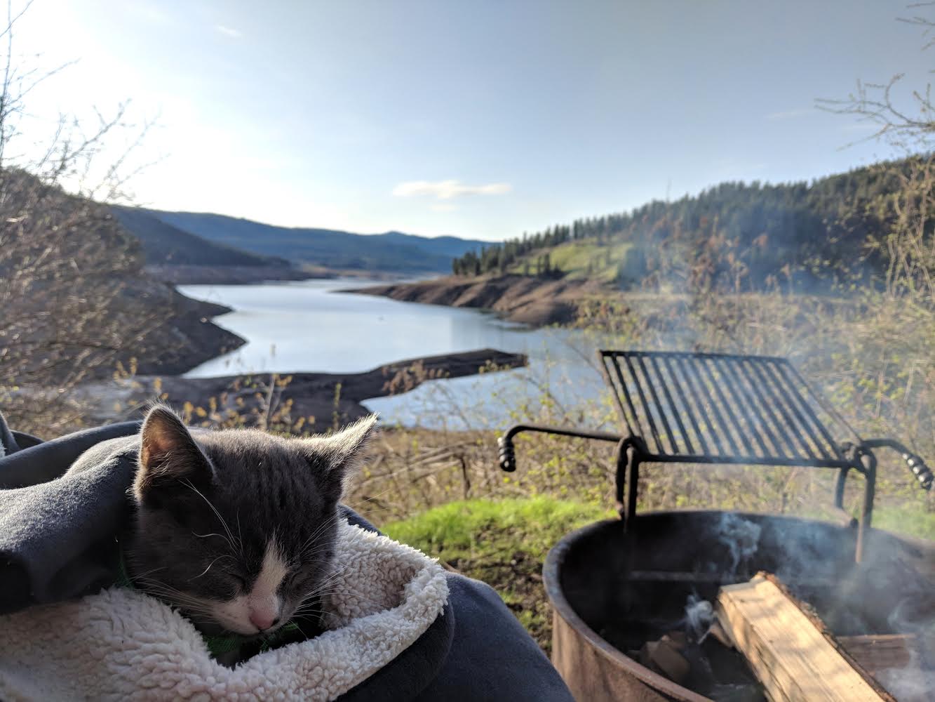 kitten napping at campsite