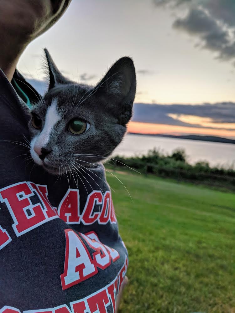 adventure cat in sweatshirt