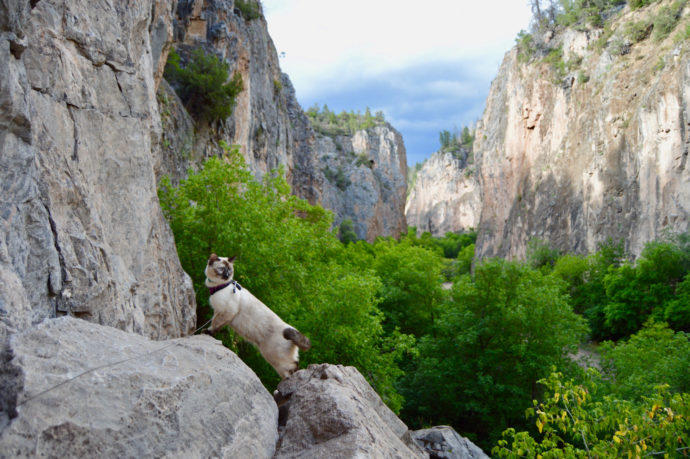 Artemis the cat exploring canyon