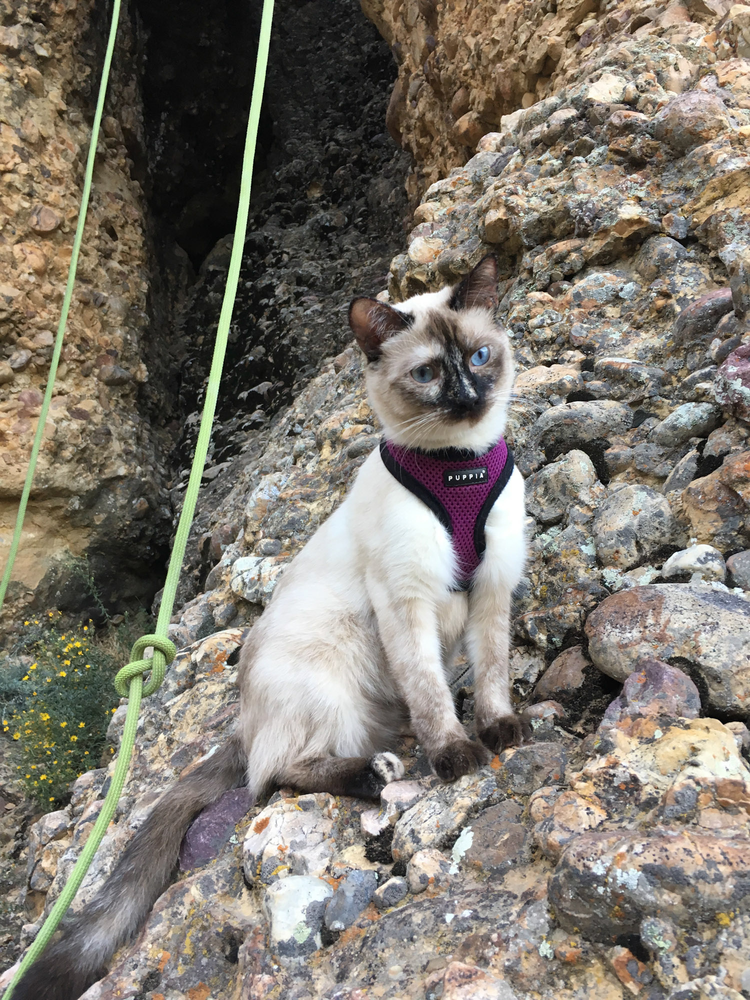 Artemis keeps an eye on her fellow climbers.