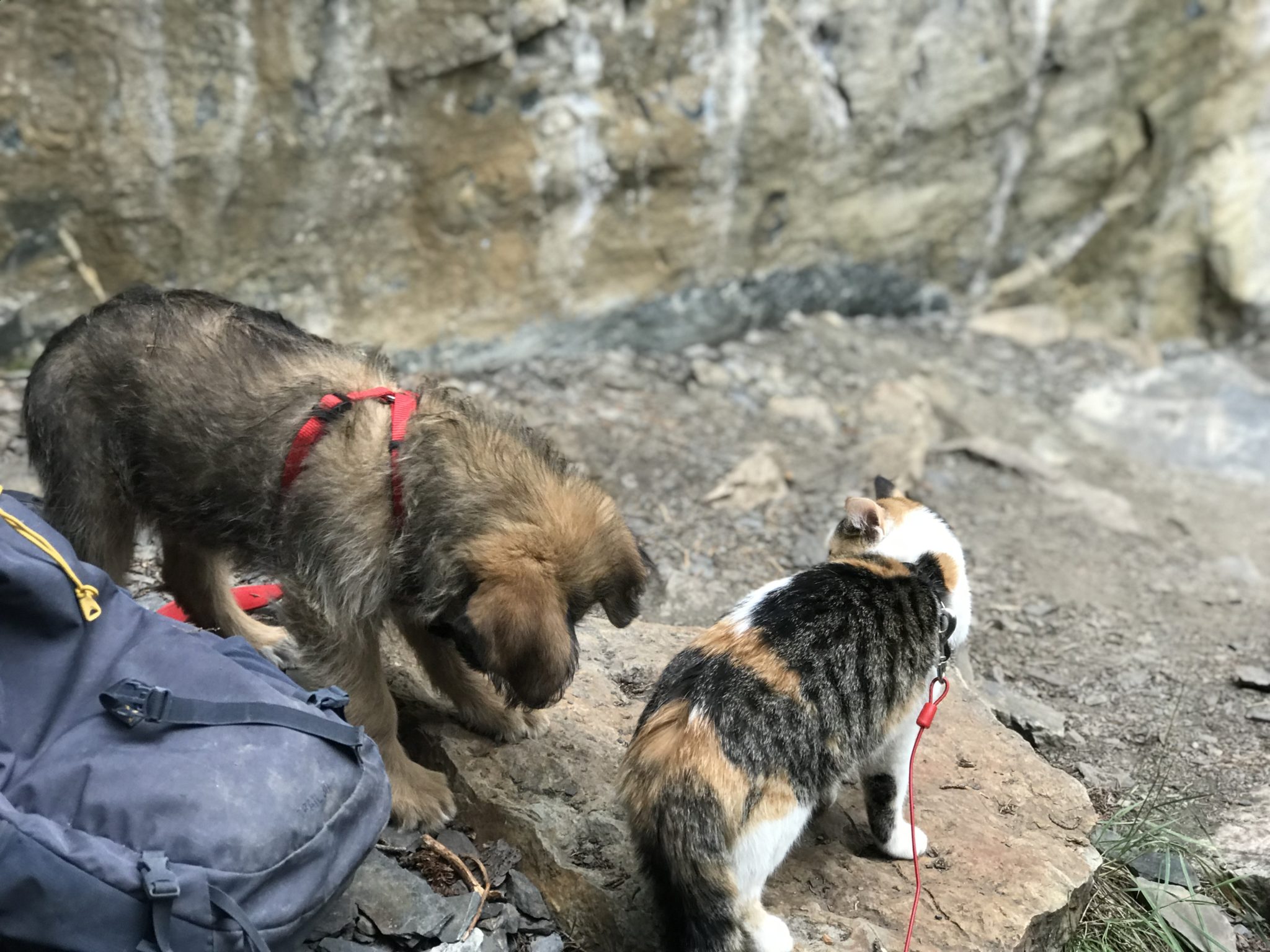 Cali the crag cat meets a puppy