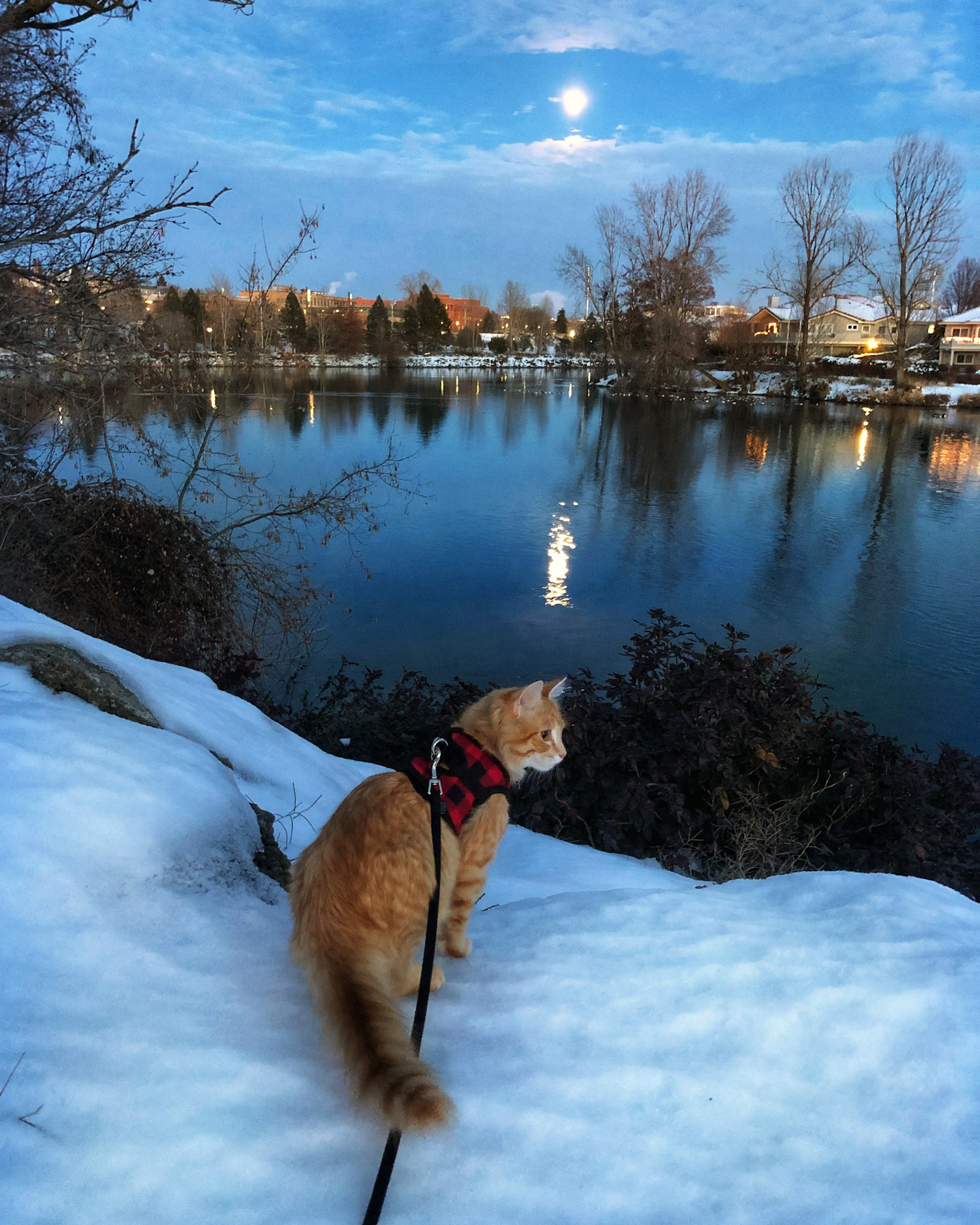 Leon adventure cat sits beside Washington pond