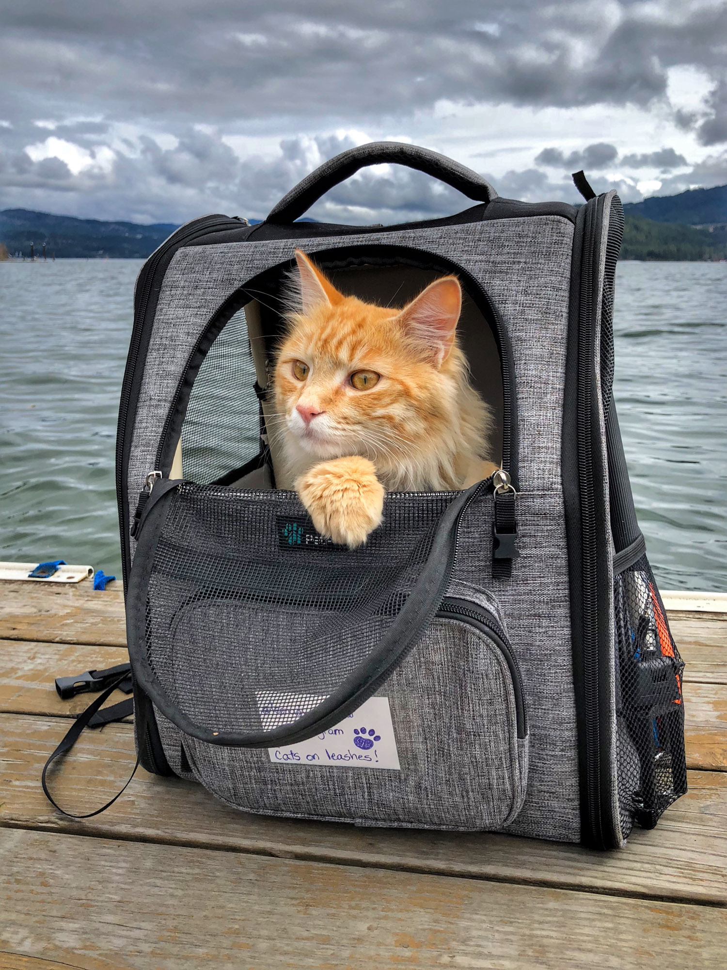 orange tabby peeks out of backpack