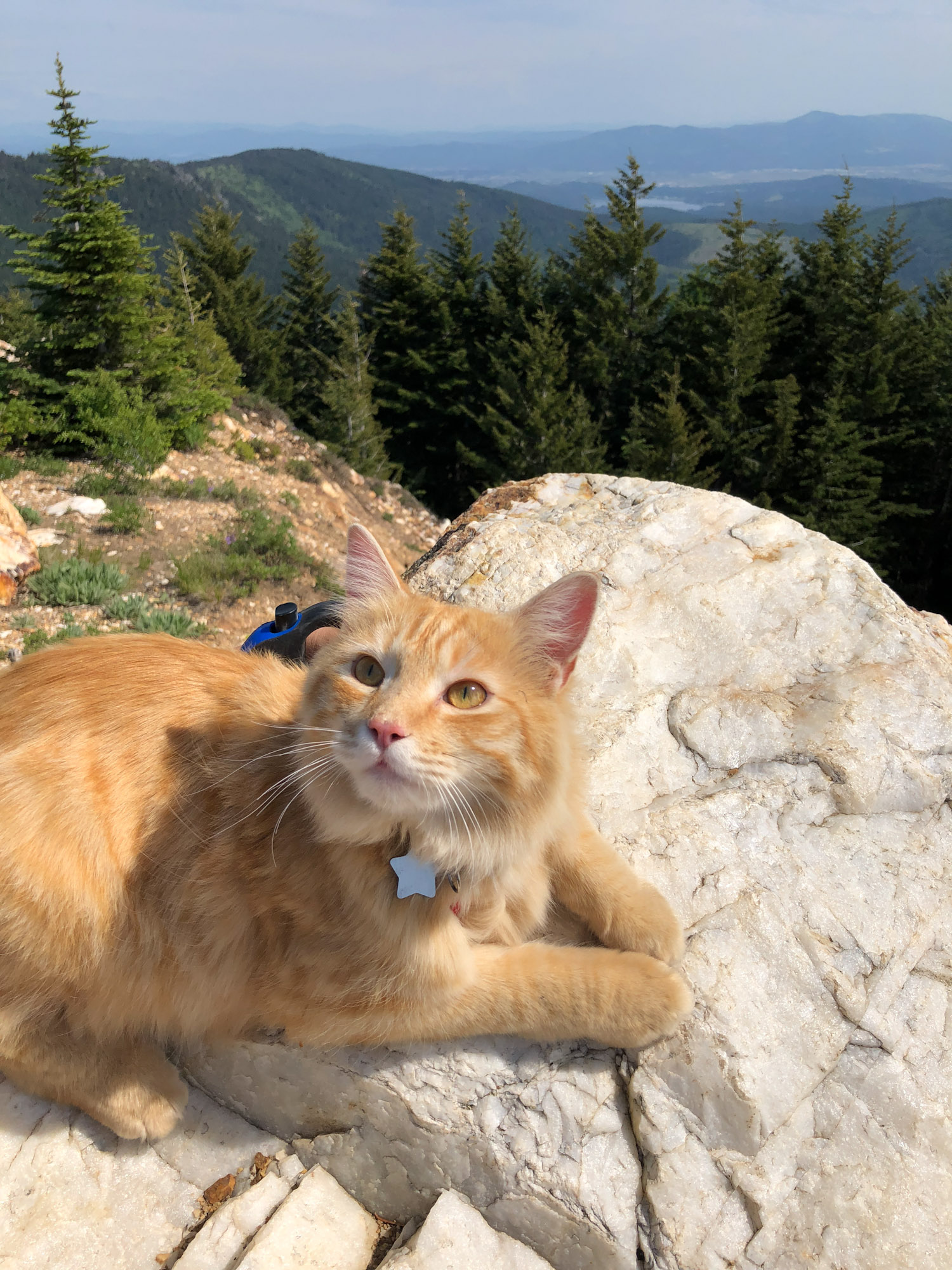orange tabby cat poses in front of mountain view
