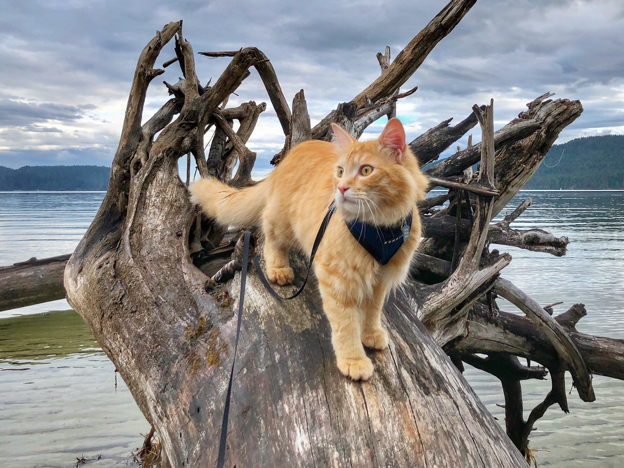 adventure cat walks on fallen tree in water