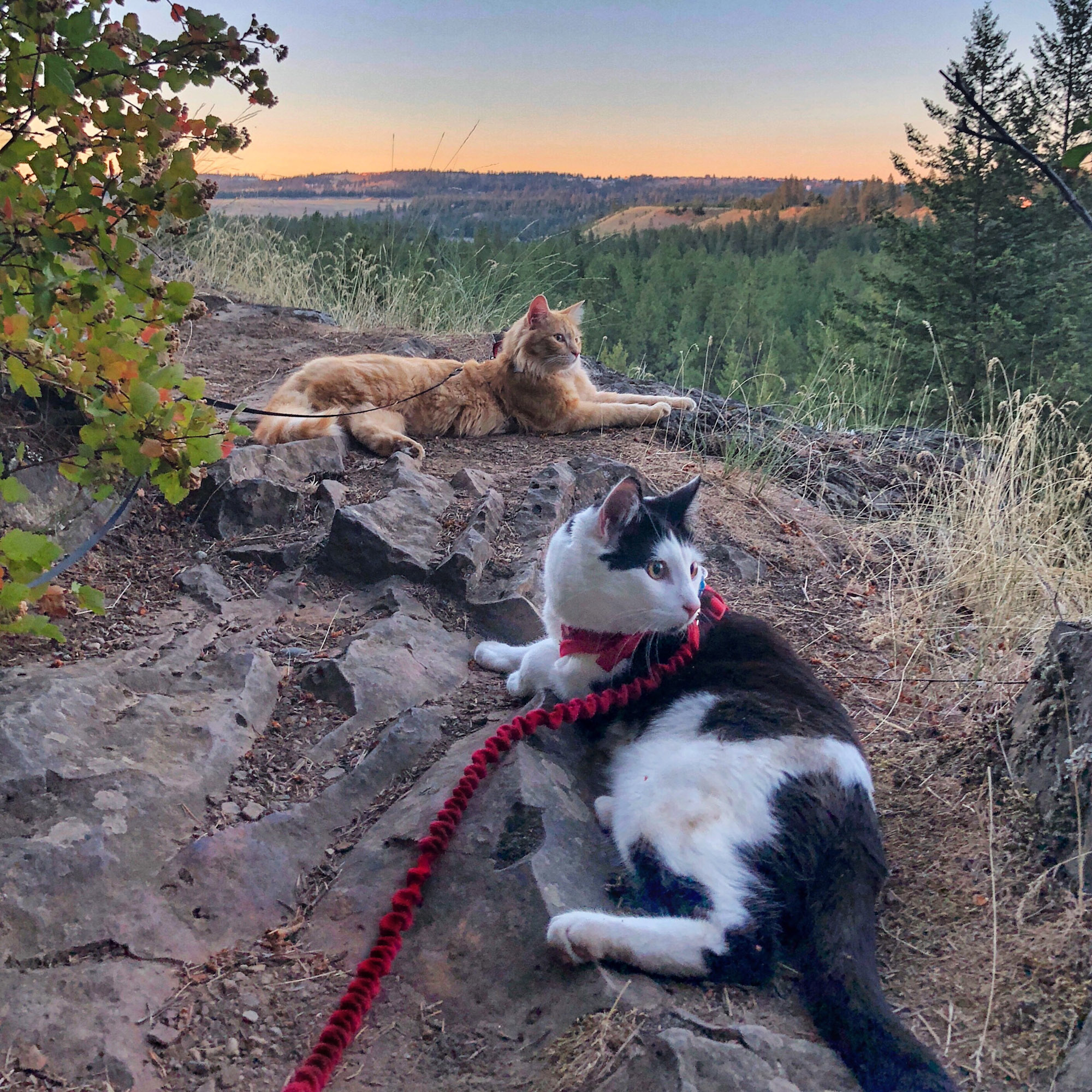 two adventure cats rest after a hike