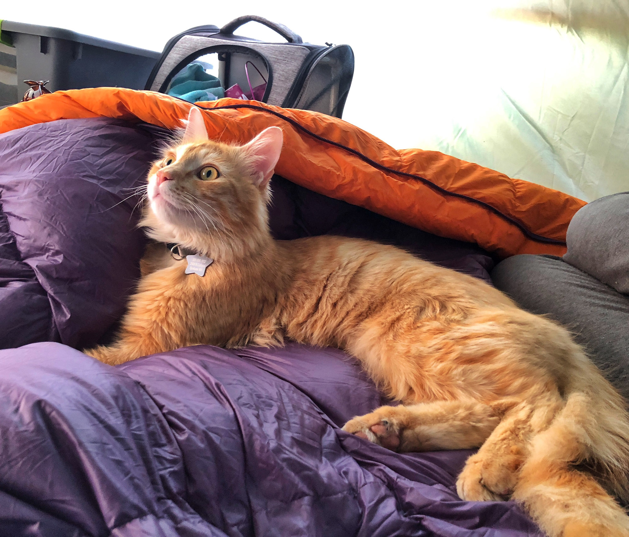 orange tabby cat cuddles in sleeping bag
