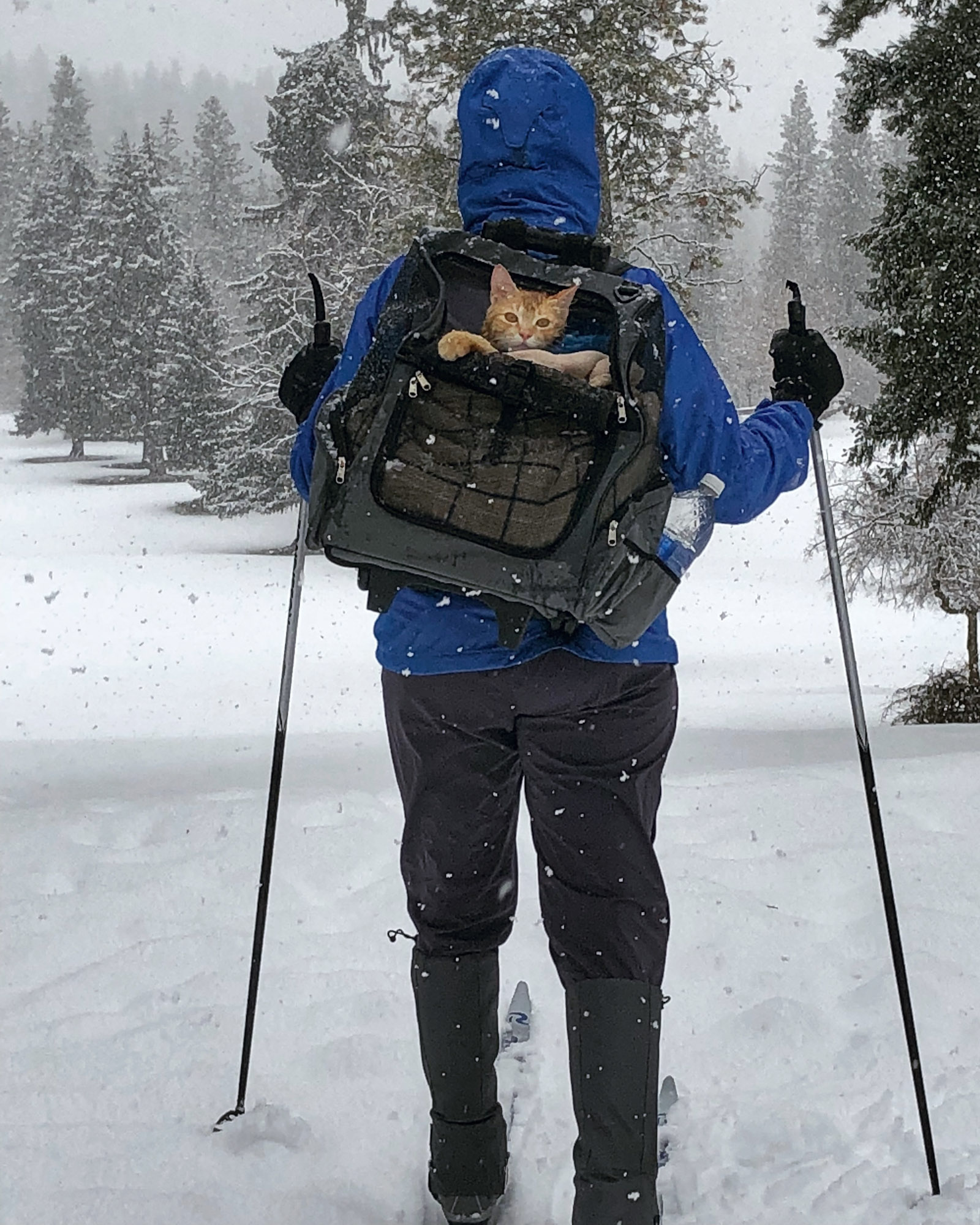 adventure cat on crosscountry skis
