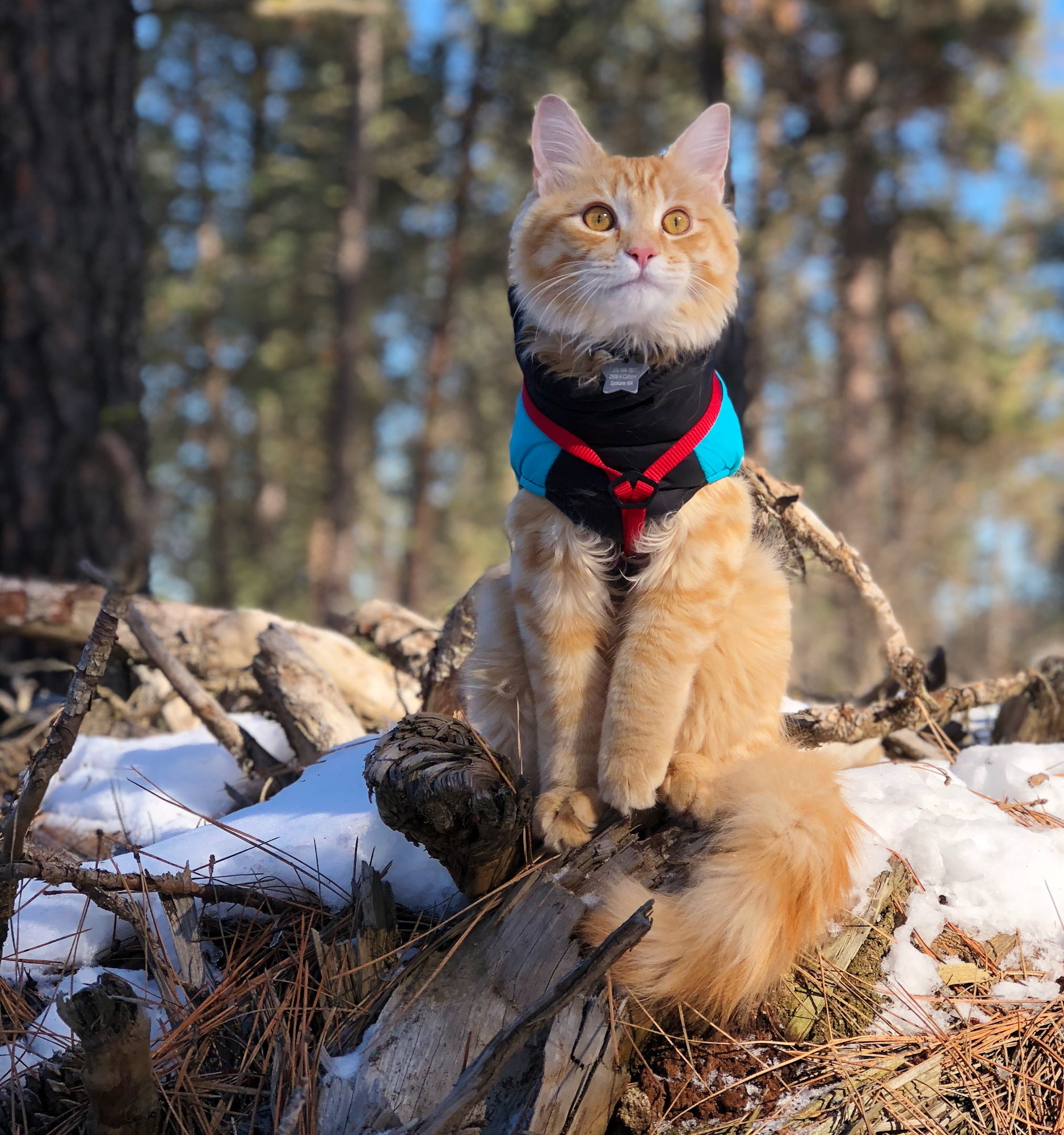 Leon adventure cat poses in jacket