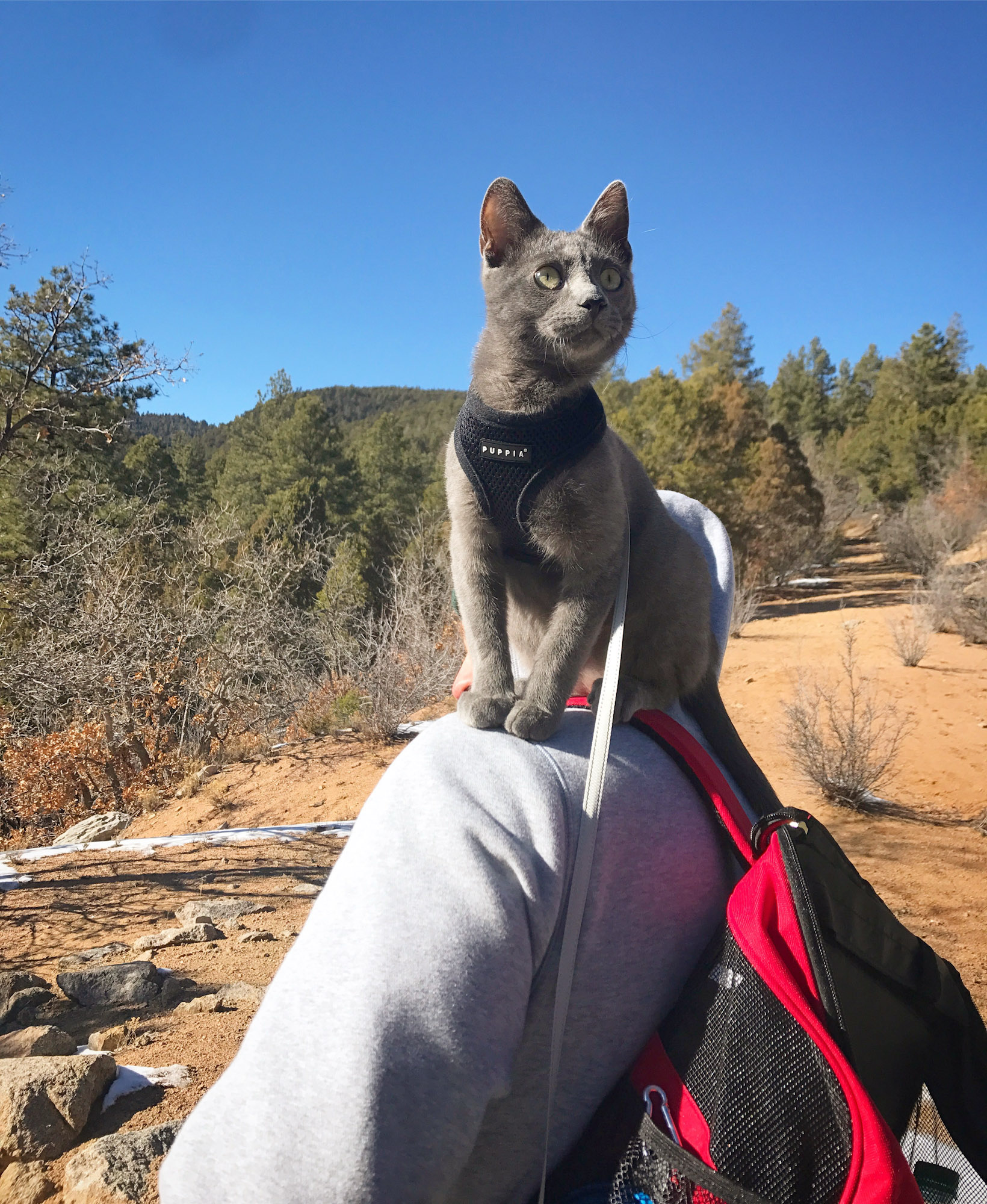 gray adventure cat stands on person's shoulder