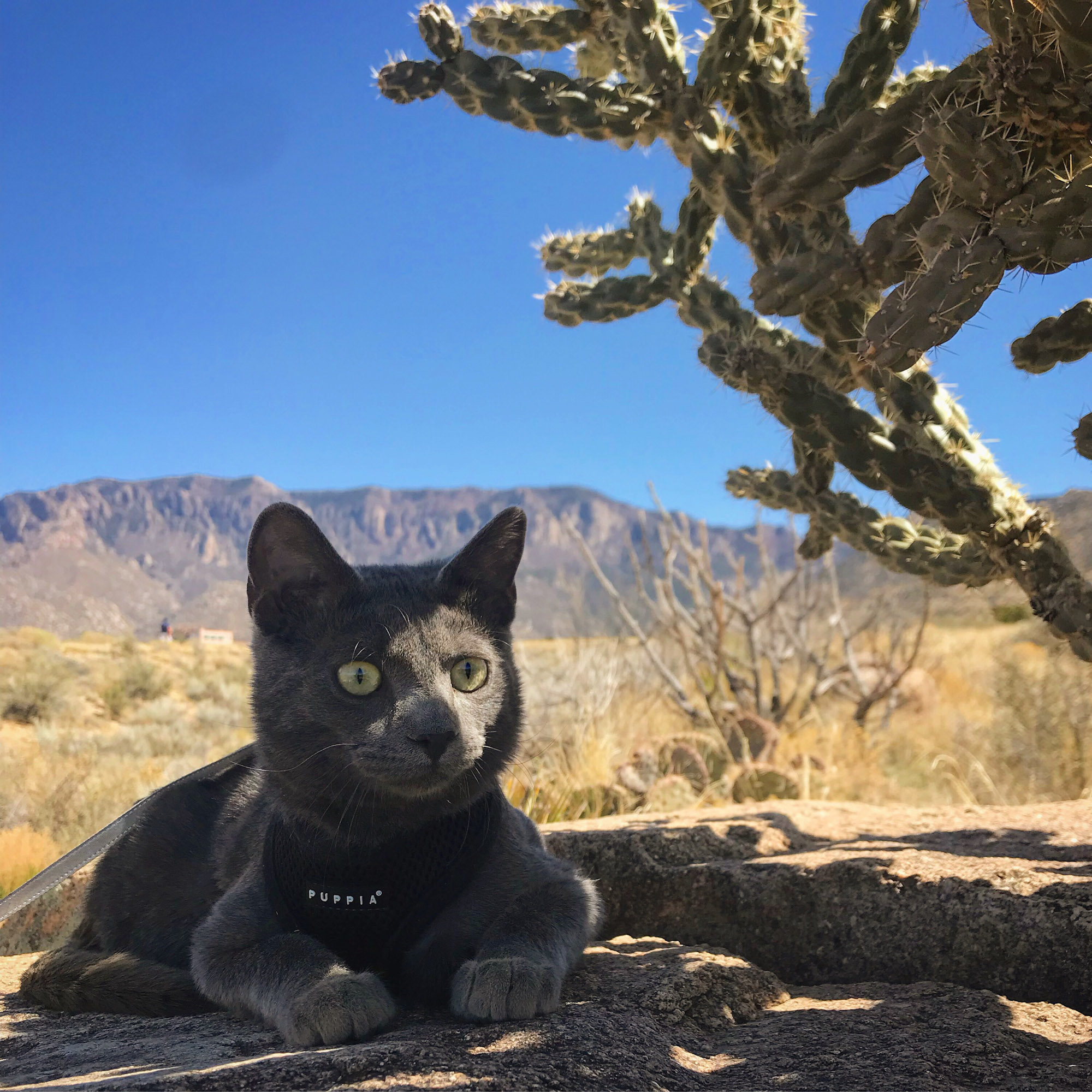 gray adventure cat rests in the shade of a cactus