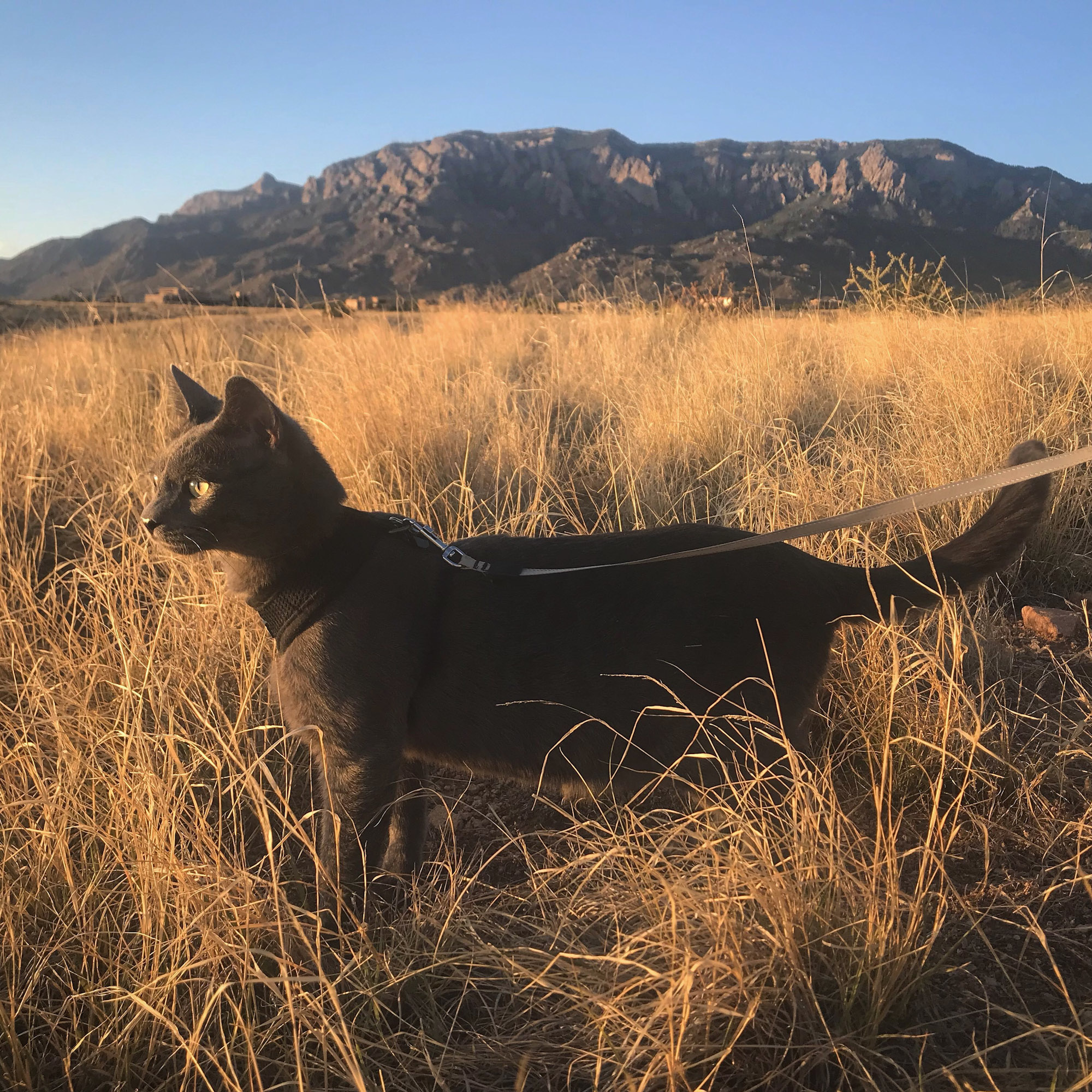 cat in harness explores in tall grass