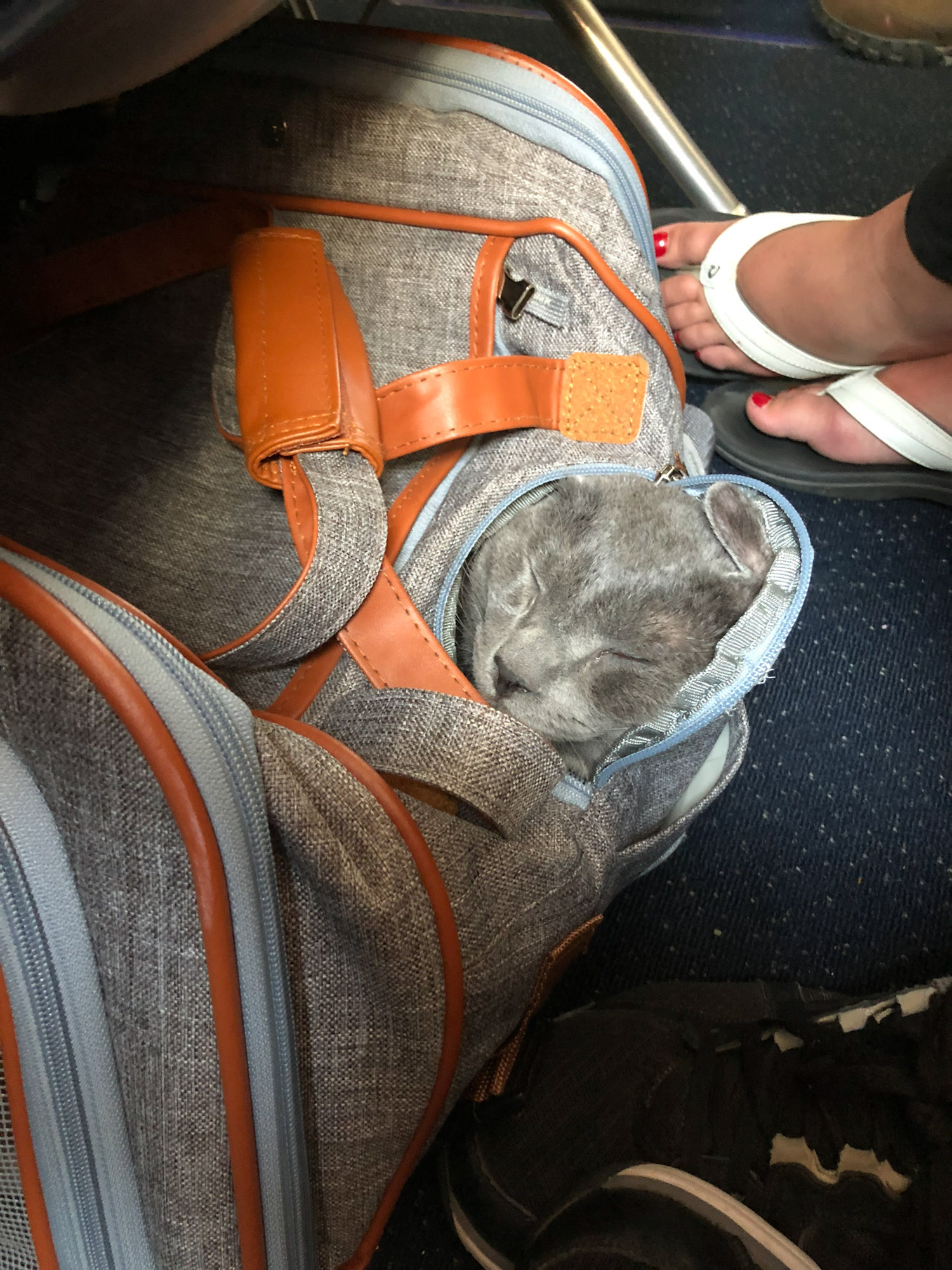 Walt the cat takes a nap in a bag