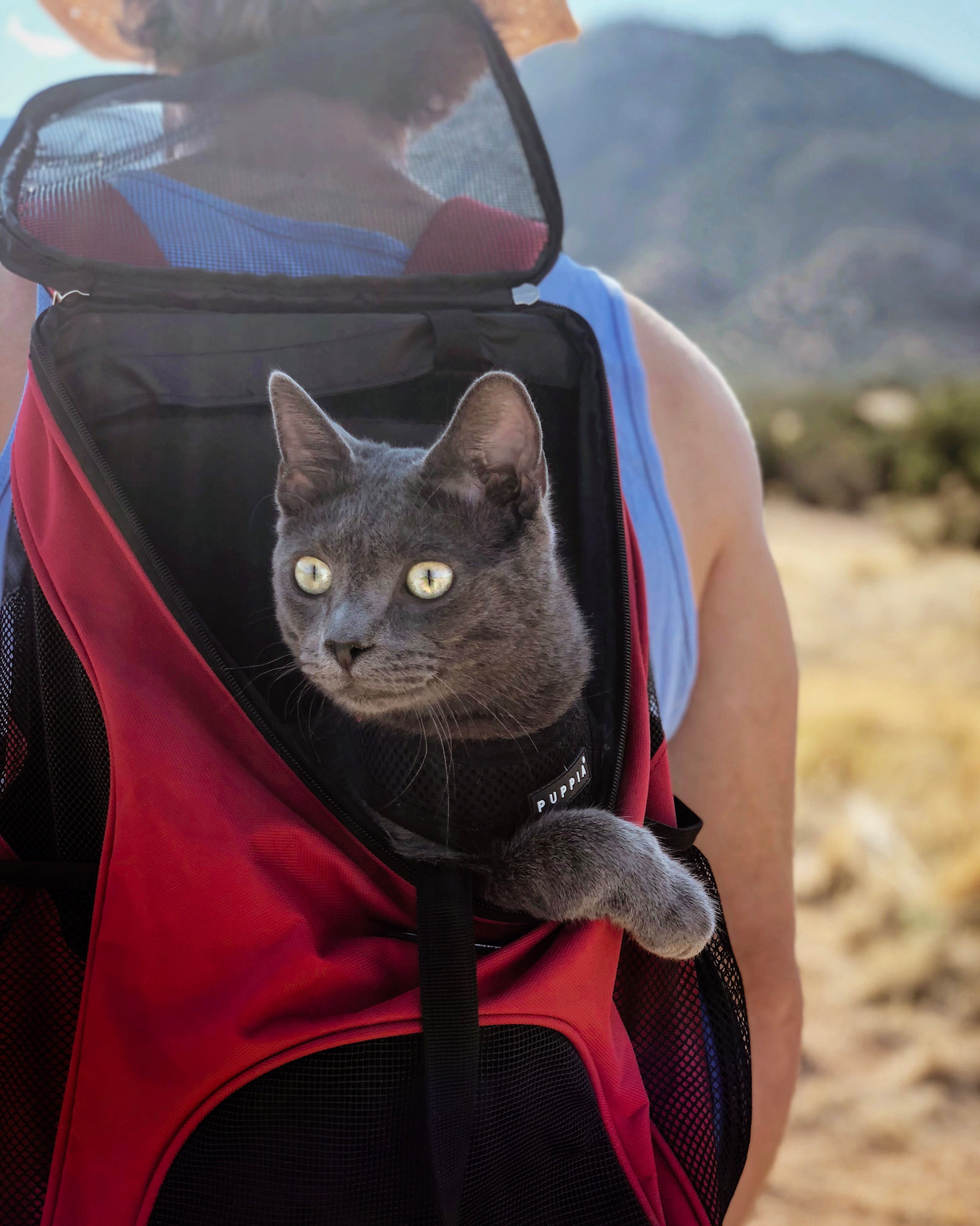 Walt the cat watches world from his backpack