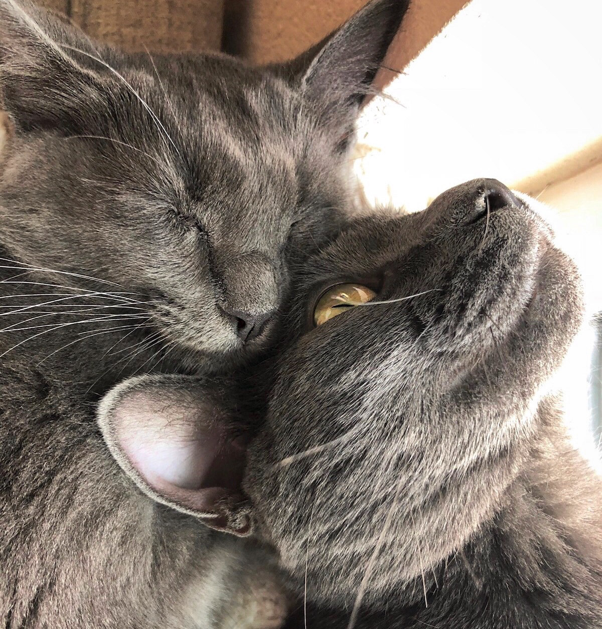 Walt snuggles with his brother Kunu